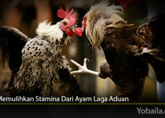 Cara Memulihkan Stamina Dari Ayam Laga Aduan