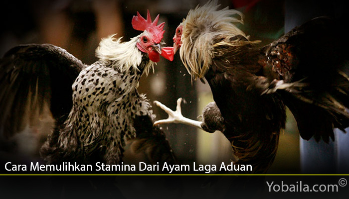 Cara Memulihkan Stamina Dari Ayam Laga Aduan